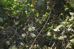 Symphorema involucratum